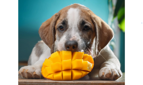 Cachorro Pode Comer Manga?